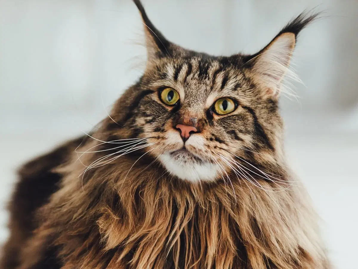 Maine Coon Cats for Sale Near Me | Amore Cattery Roseville CA